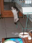 kittens - 071007 44
